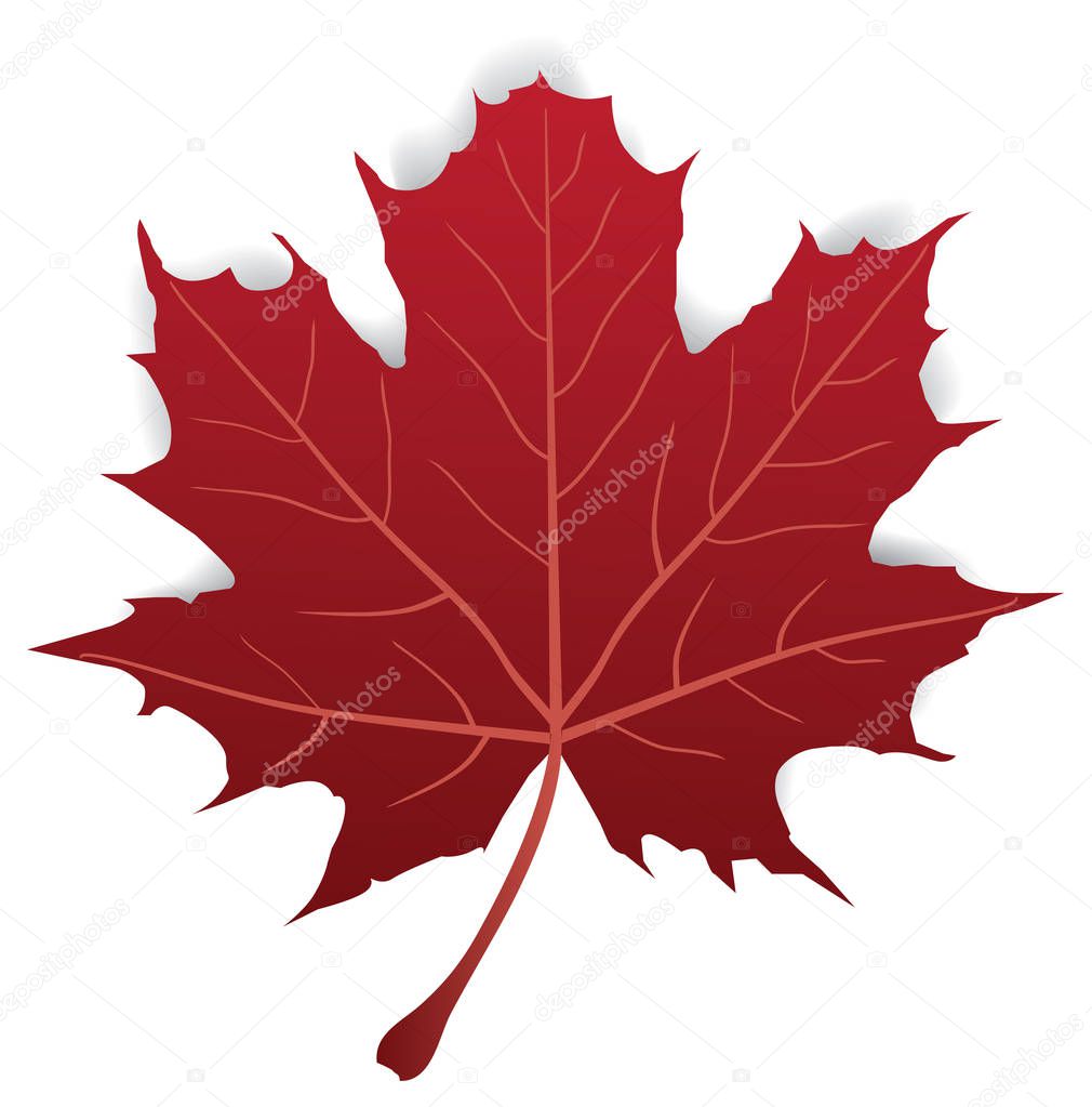 vector illustration of a maple leaf isolated on white background.