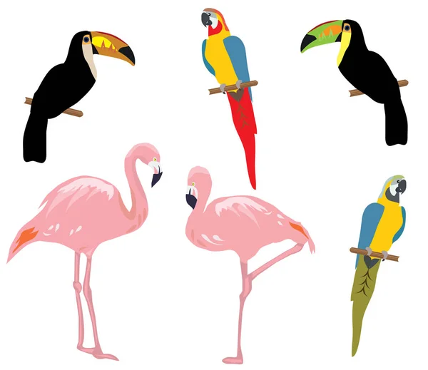 Vektorillustration Uppsättning Tropiska Fåglar Flamingo Toucan Papegoja — Stock vektor