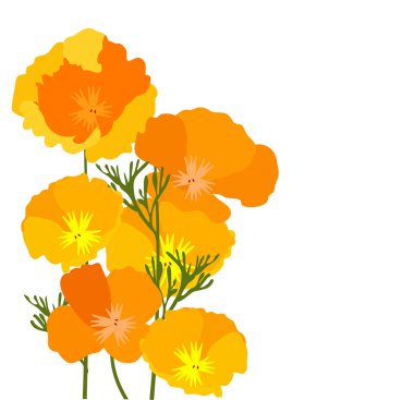 vector illustration of California state yellow and orange poppies. clipart