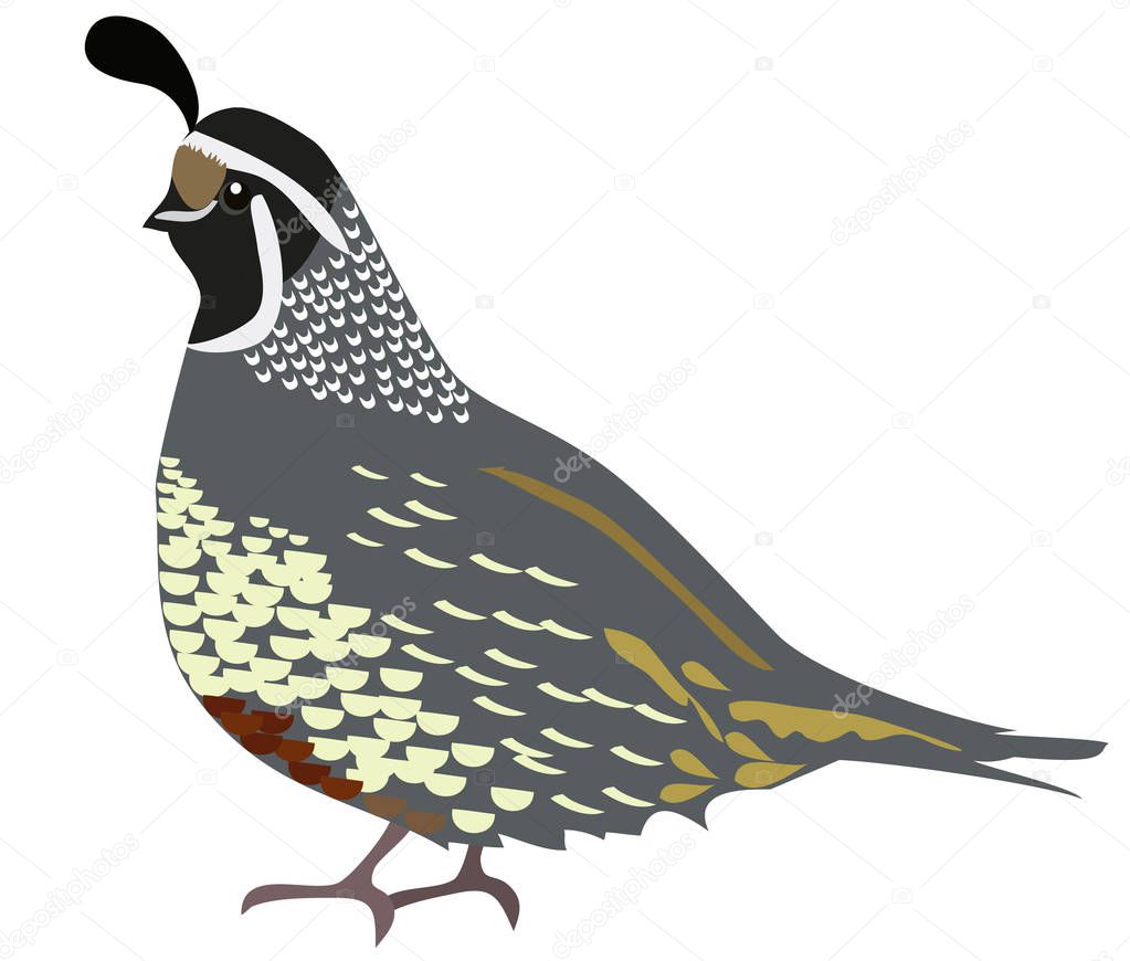 vector illustration of a quail isolated on white background.