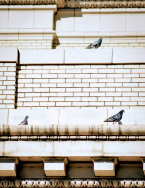 Güvercinler çatı tepesinde