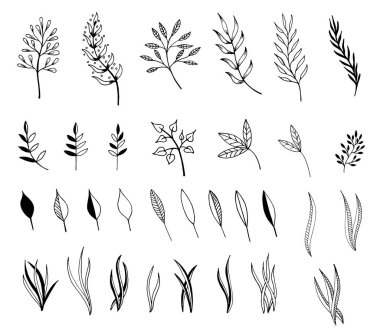 Dalları ve yaprakları elle çizilmiş çizimi. Tasarım öğeleri 