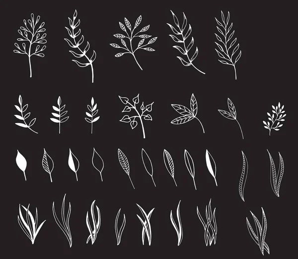 Dalları Yaprakları Elle Çizilmiş Çizimi Tasarım Öğeleri — Stok Vektör