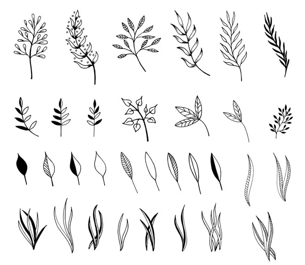 Dalları ve yaprakları elle çizilmiş çizimi. Tasarım öğeleri 