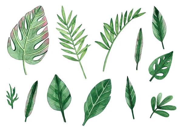 Illustrazione Botanica Acquerello Set Acquerello Foglie Verdi Illustrazione Disegnata Mano — Foto Stock