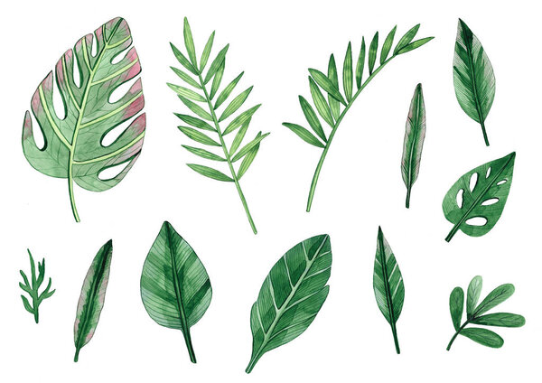 Акварельная ботаническая иллюстрация. Акварель. Зеленые листья. Ручная иллюстрация
