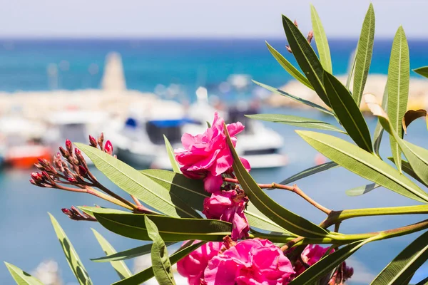 Flowers on the Cyprus Island