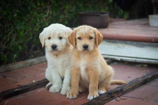 Söta Hundar Labrador Valpar — Stockfoto