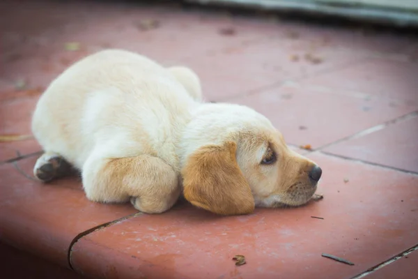 Söta Hundar Labrador Valpar — Stockfoto