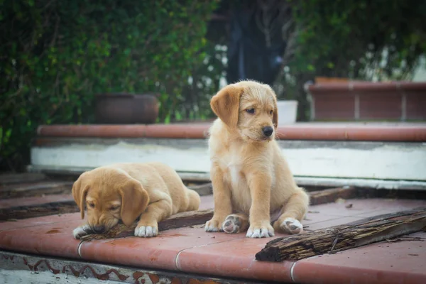 Cães Giros Cachorros Labrador — Fotografia de Stock