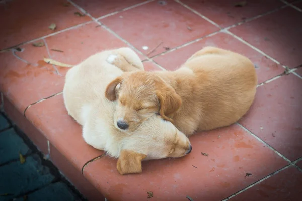 かわいい犬ラブラドールの子犬 — ストック写真