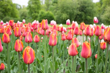 Lale. Güzel çiçekler. St. Petersburg'da Lale Festivali, Rusya