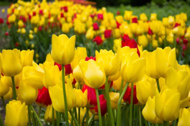 Lale. Güzel çiçekler. St. Petersburg'da Lale Festivali, Rusya