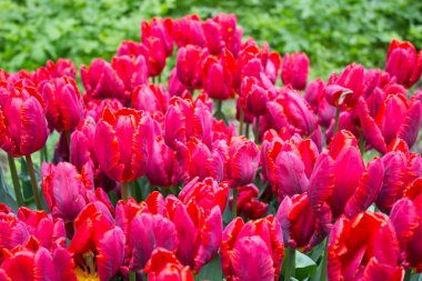 Lale. Güzel çiçekler. St. Petersburg'da Lale Festivali, Rusya