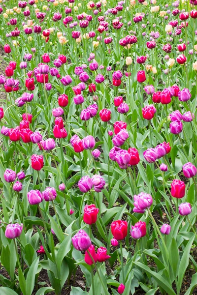 Tulips. Beautiful flowers. Tulip Festival in St. Petersburg, Russia