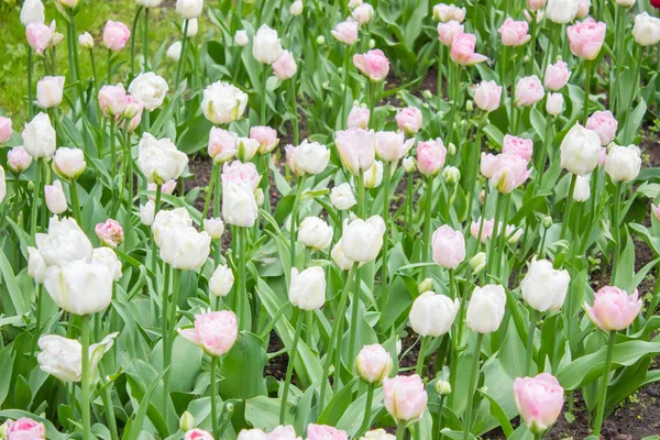 Tulips. Beautiful flowers. Tulip Festival in St. Petersburg, Russia