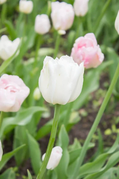 Tulips. Beautiful flowers. Tulip Festival in St. Petersburg, Russia