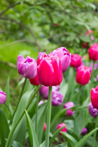 Tulips. Beautiful flowers. Tulip Festival in St. Petersburg, Russia