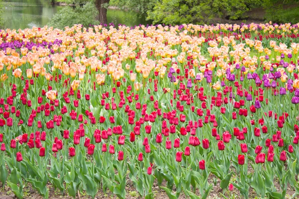 Tulips. Beautiful flowers. Tulip Festival in St. Petersburg, Russia