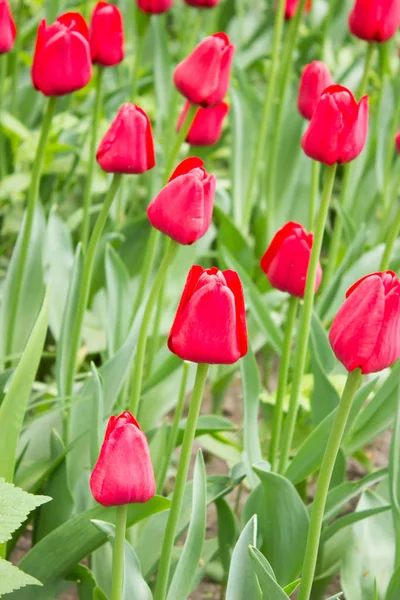 Tulpen Schöne Blumen Tulpenfest Petersburg Russland — Stockfoto