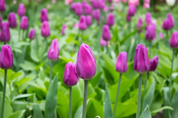 Tulips. Beautiful flowers. Tulip Festival in St. Petersburg, Russia