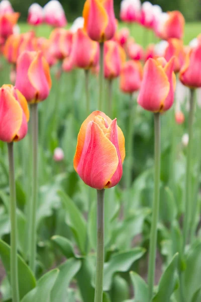 Tulips. Beautiful flowers. Tulip Festival in St. Petersburg, Russia