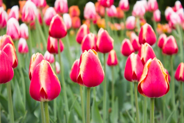 Tulips. Beautiful flowers. Tulip Festival in St. Petersburg, Russia