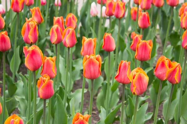 Tulips. Beautiful flowers. Tulip Festival in St. Petersburg, Russia