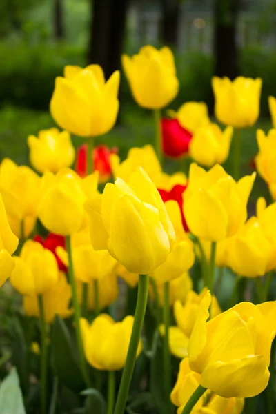 Tulips. Beautiful flowers. Tulip Festival in St. Petersburg, Russia