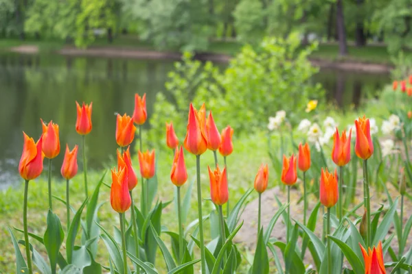 Tulips. Beautiful flowers. Tulip Festival in St. Petersburg, Russia