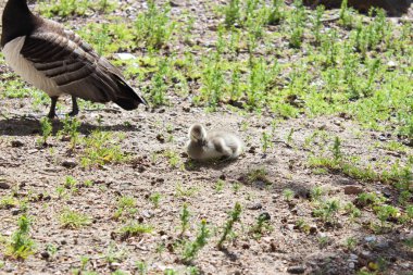 Finlandiya'da kuşlar, Helsinki. Ördek