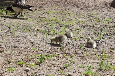 Finlandiya'da kuşlar, Helsinki. Ördek