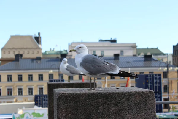 Les Mouettes Sont Assises Sur Clôture Helsinki Finlande — Photo