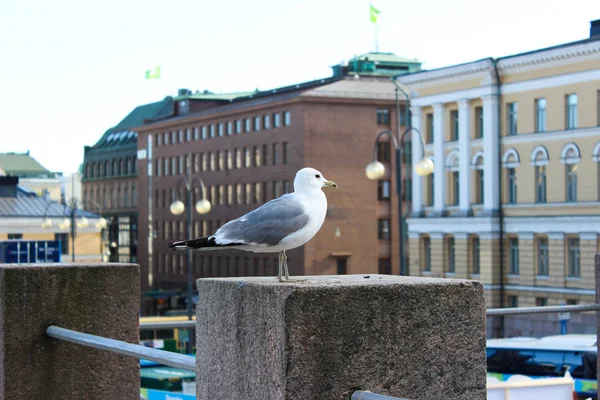 Meeuwen Zitten Het Hek Helsinki Finland — Stockfoto