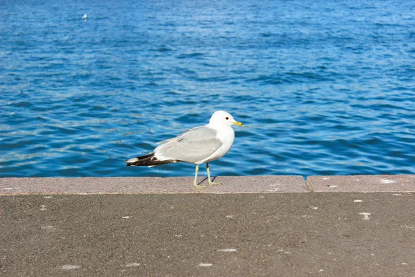 Gull Marche Sur Jetée Helsinki Finlande — Photo