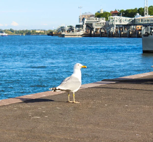 Gull Marche Sur Jetée Helsinki Finlande — Photo