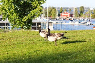 Kuşlar Finlandiya Körfezi yakınlarında çimenlerin üzerinde yürüyorlar. Helsinki, Finlandiya