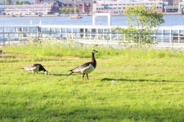 Kuşlar Finlandiya Körfezi yakınlarında çimenlerin üzerinde yürüyorlar. Helsinki, Finlandiya