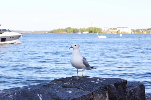 Gabbiano Trova Sulle Rocce Sulle Rive Del Golfo Finlandia Helsinki — Foto Stock