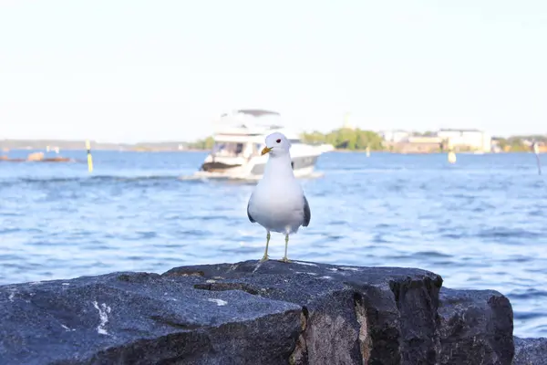 Gabbiano Trova Sulle Rocce Sulle Rive Del Golfo Finlandia Helsinki — Foto Stock