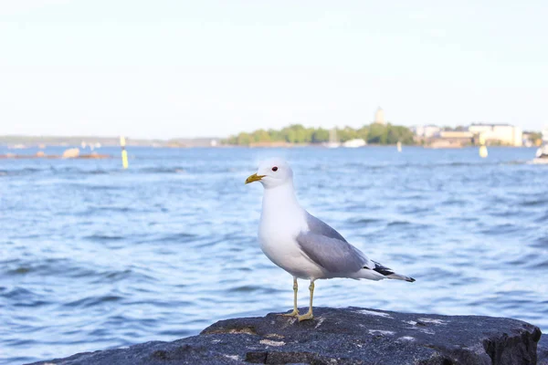 Une Mouette Est Installée Sur Les Rochers Des Rives Golfe — Photo