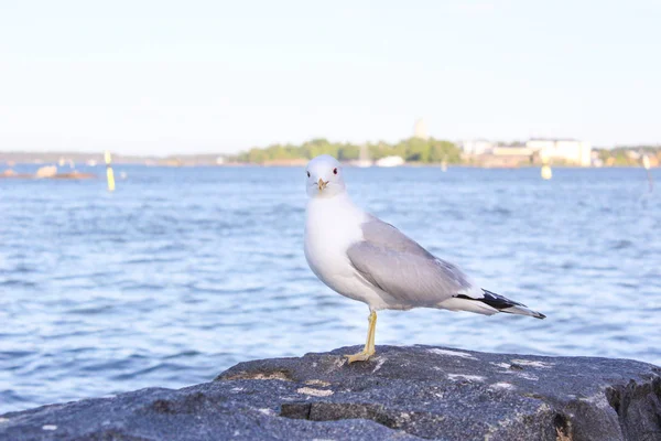 Seagull Siting Rocks Shores Gulf Finland Helsinki Finland — Stock Photo, Image