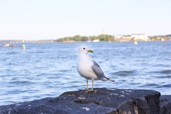 Gabbiano Trova Sulle Rocce Sulle Rive Del Golfo Finlandia Helsinki — Foto Stock