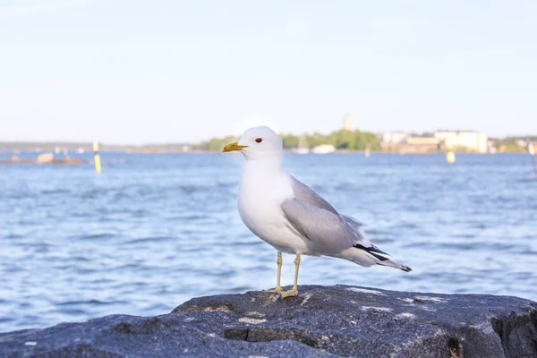 Gabbiano Trova Sulle Rocce Sulle Rive Del Golfo Finlandia Helsinki — Foto Stock