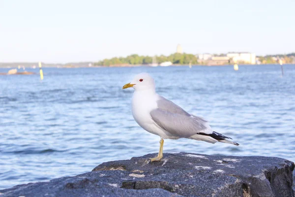 Uma Gaivota Está Localizada Nas Rochas Nas Margens Golfo Finlândia — Fotografia de Stock