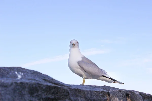 Een Zeemeeuw Rotsen Aan Oevers Van Golf Van Finland Helsinki — Stockfoto