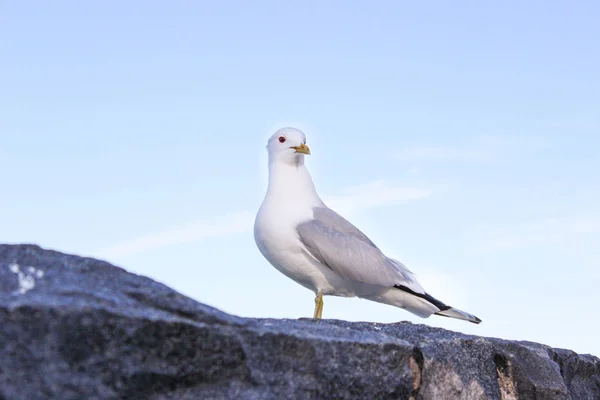 Uma Gaivota Está Localizada Nas Rochas Nas Margens Golfo Finlândia — Fotografia de Stock