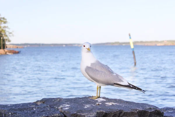 Uma Gaivota Está Localizada Nas Rochas Nas Margens Golfo Finlândia — Fotografia de Stock