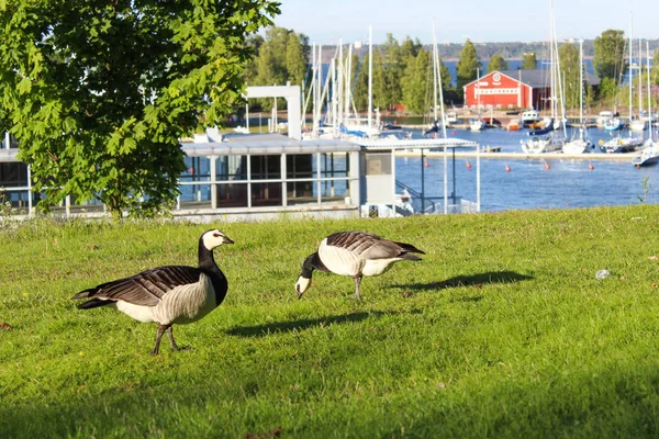 Las Aves Están Caminando Sobre Hierba Cerca Del Golfo Finlandia —  Fotos de Stock