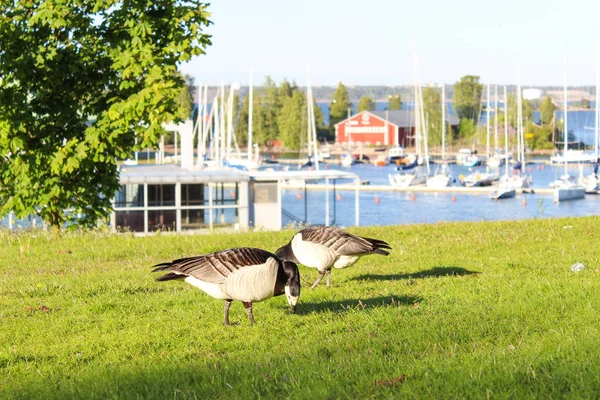 Pássaros Estão Caminhando Grama Perto Golfo Finlândia Helsínquia Finlândia — Fotografia de Stock